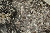 Polished Fossil Turritella Agate Stand Up - Wyoming #193580-1